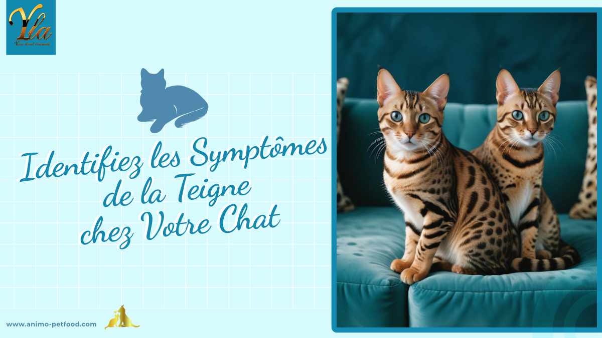 Identifiez les symptômes de la teigne chez votre chat : perte de poils, peau rouge et squameuse. Conseils pour protéger votre compagnon et éviter la propagation